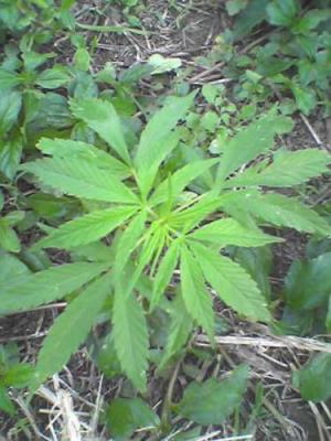 la ganja